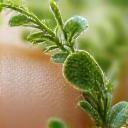 紫外線から肌を保護する植物エキスのイメージ